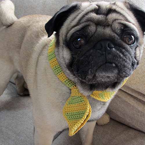 Dog collars